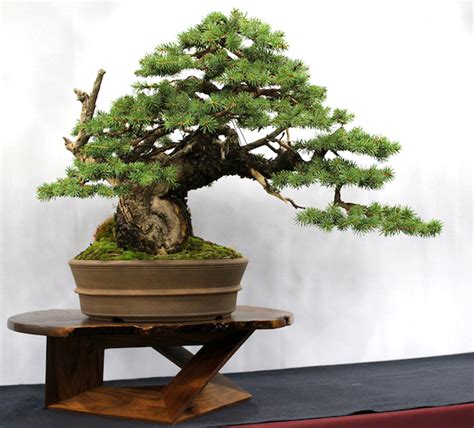 Colorado blue spruce bonsai - Browse through our inventory of Large Bonsai Trees for sale and purchase one online today. Discounts, free shipping and more. Follow us. Bonsai Tree Gardener. Menu . Shop. Bonsai Trees. ... Colorado Blue Spruce Bonsai Tree For Sale Extra Large (picea pungens) $ 79.95 Buy Product; Cryptomeria Bonsai Tree For Sale – Large (japonica – …